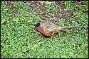 Pheasant1