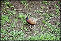 Pheasant2
