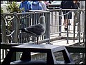 100_0132