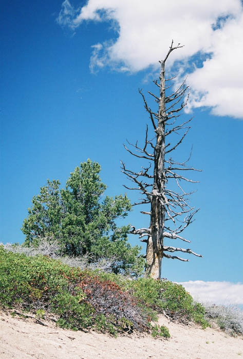 Bryce14