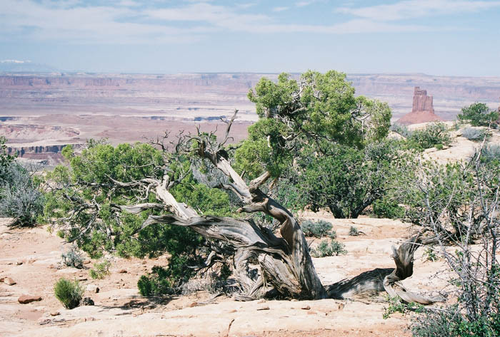 Canyonlands08