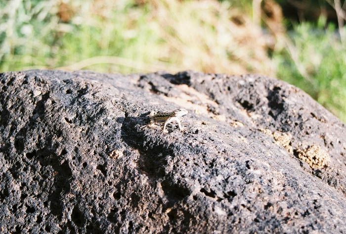 Capitol Reef04