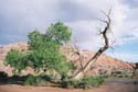 Capitol Reef11