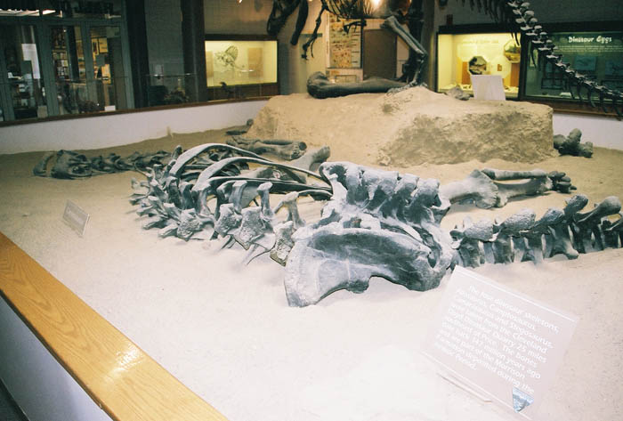 Dinosaur05