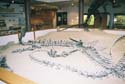 Dinosaur04