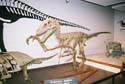 Dinosaur06
