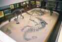 Dinosaur07