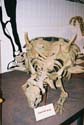 Dinosaur09