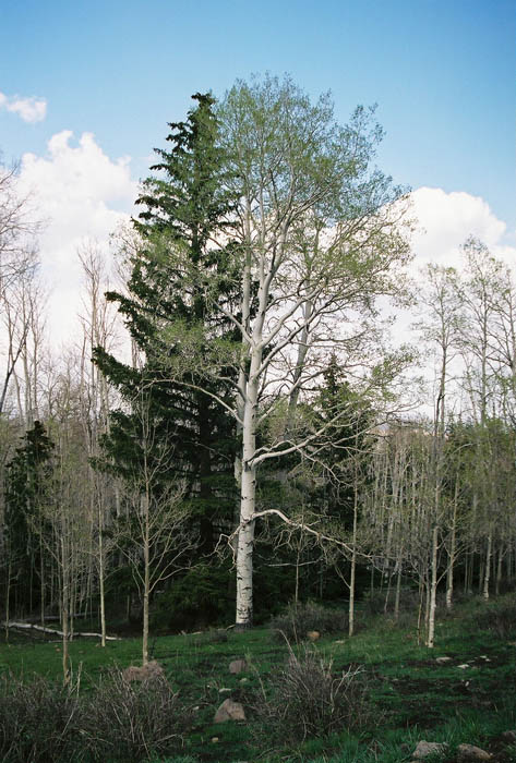 Escalante04